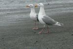 PICTURES/Rialto Beach/t_Courting Gull8.JPG